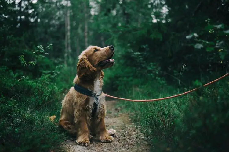 Pies na spacerze bez smyczy — kiedy może cię spotkać mandat?